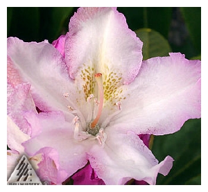 RHODODENDRON x 'Pohjola's Daughter' (Finlandais)